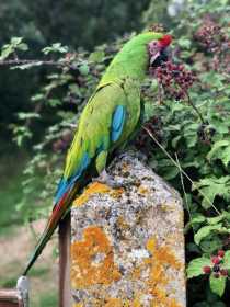 Lost Macaw