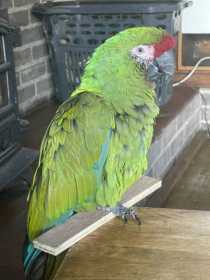 Lost Macaw