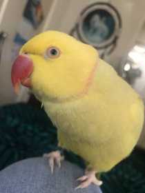 Lost Indian Ringneck Parakeet