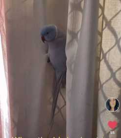 Lost Indian Ringneck Parakeet