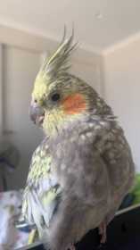 Lost Cockatiel