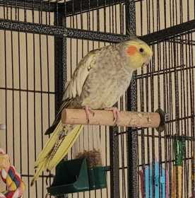 Lost Cockatiel