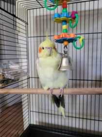 Lost Cockatiel