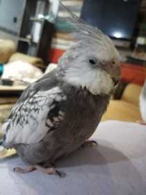 Lost Cockatiel