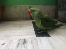 Lost Alexandrine