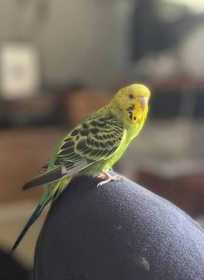 Lost Budgerigar