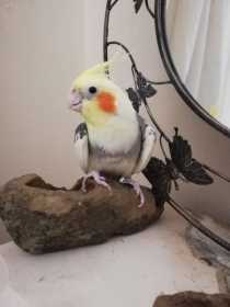 Lost Cockatiel