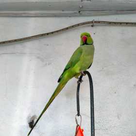 Lost Australian Ringneck Parakeet