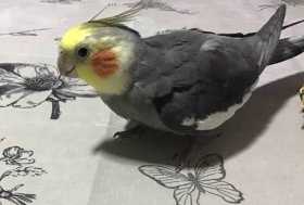 Lost Cockatiel