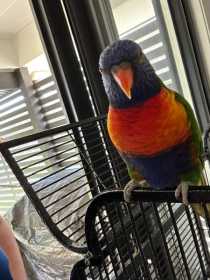 Lost Lory / Lorikeet