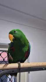 Lost Eclectus