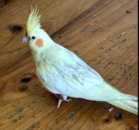 Lost Cockatiel