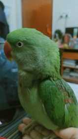 Lost Alexandrine