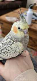 Lost Cockatiel