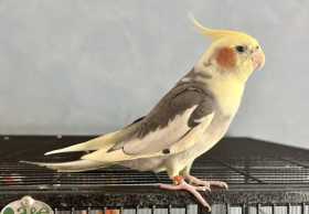 Lost Cockatiel