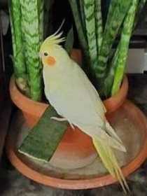 Lost Cockatiel