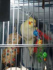 Lost Cockatiel