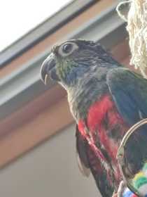 Lost Conure