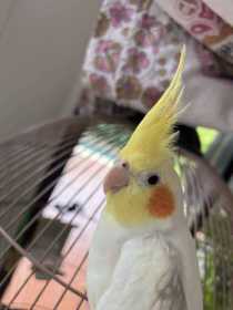 Lost Cockatiel