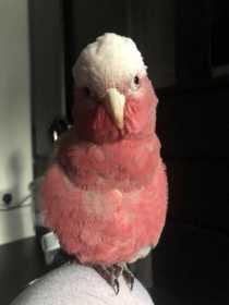 Lost Galah Cockatoo