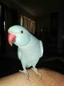 Lost Indian Ringneck Parakeet