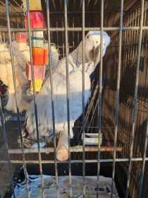 Lost African Grey