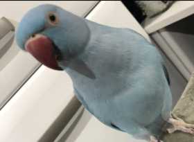 Lost Indian Ringneck Parakeet