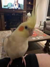 Lost Cockatiel