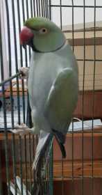 Lost Indian Ringneck Parakeet