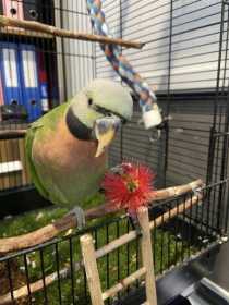 Lost Mustached / Moustached Parakeet