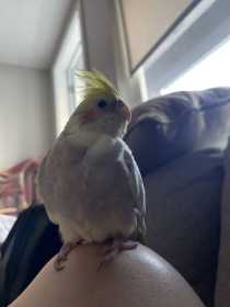 Lost Cockatiel