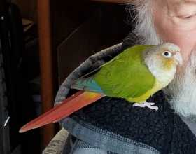 Lost Conure