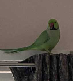 Lost Indian Ringneck Parakeet