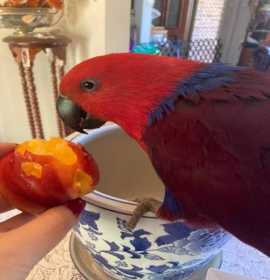 Lost Eclectus