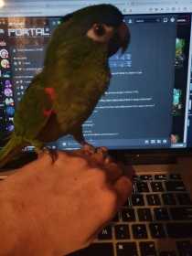 Lost Macaw