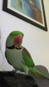 Lost Alexandrine