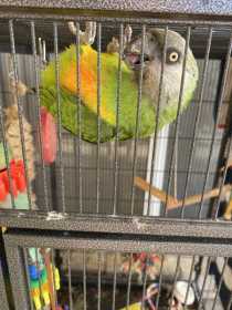 Lost Senegal