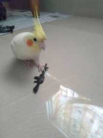 Lost Cockatiel