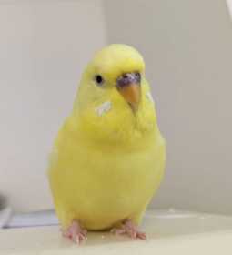 Lost Budgerigar