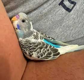 Lost Budgerigar