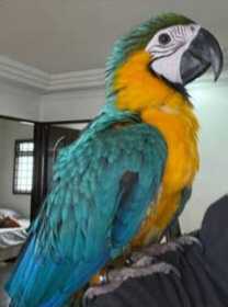 Lost Macaw