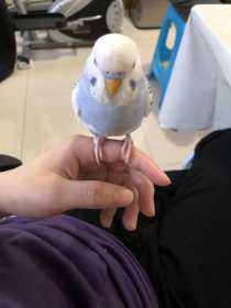 Lost Budgerigar