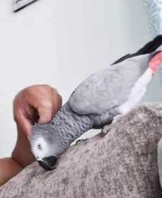 Lost African Grey