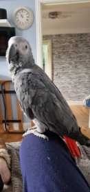 Lost African Grey