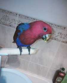 Lost Eclectus