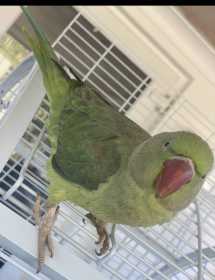 Lost Alexandrine
