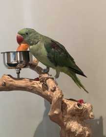 Lost Alexandrine