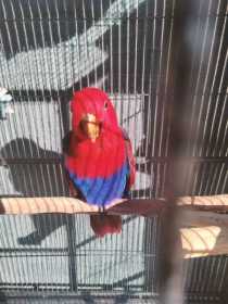 Lost Eclectus