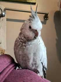 Lost Cockatiel