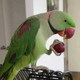 Lost Alexandrine